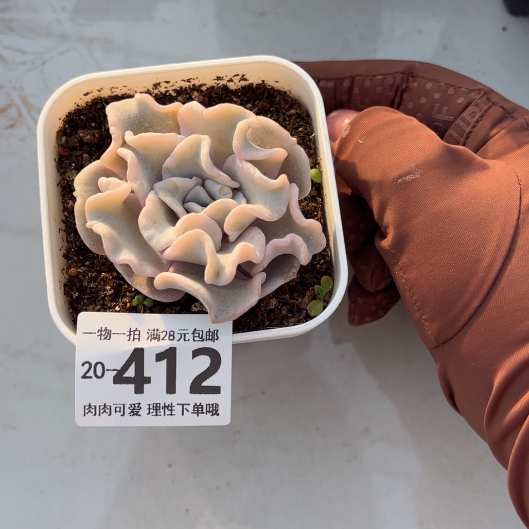 芭蕾舞者多肉多肉多肉多肉