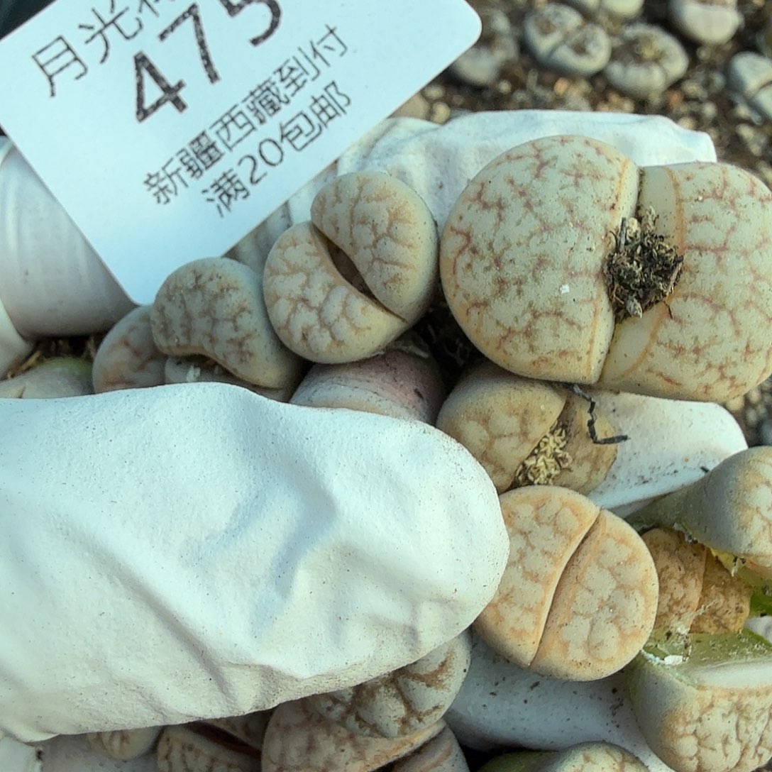 再***手不会因为不知道你想干什么475