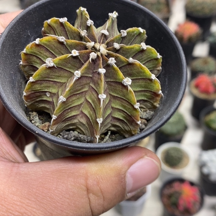 紫皮肋骨特价福利