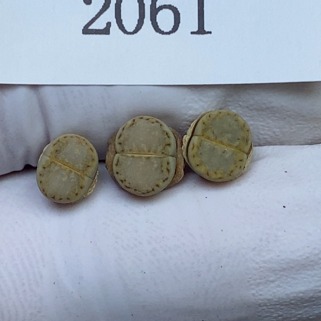 2061。ex216黄绿。尺寸0.7。