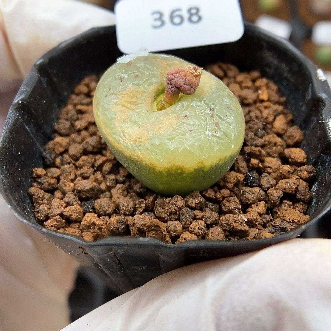 多肉植物A-368（2.0）勋章杂