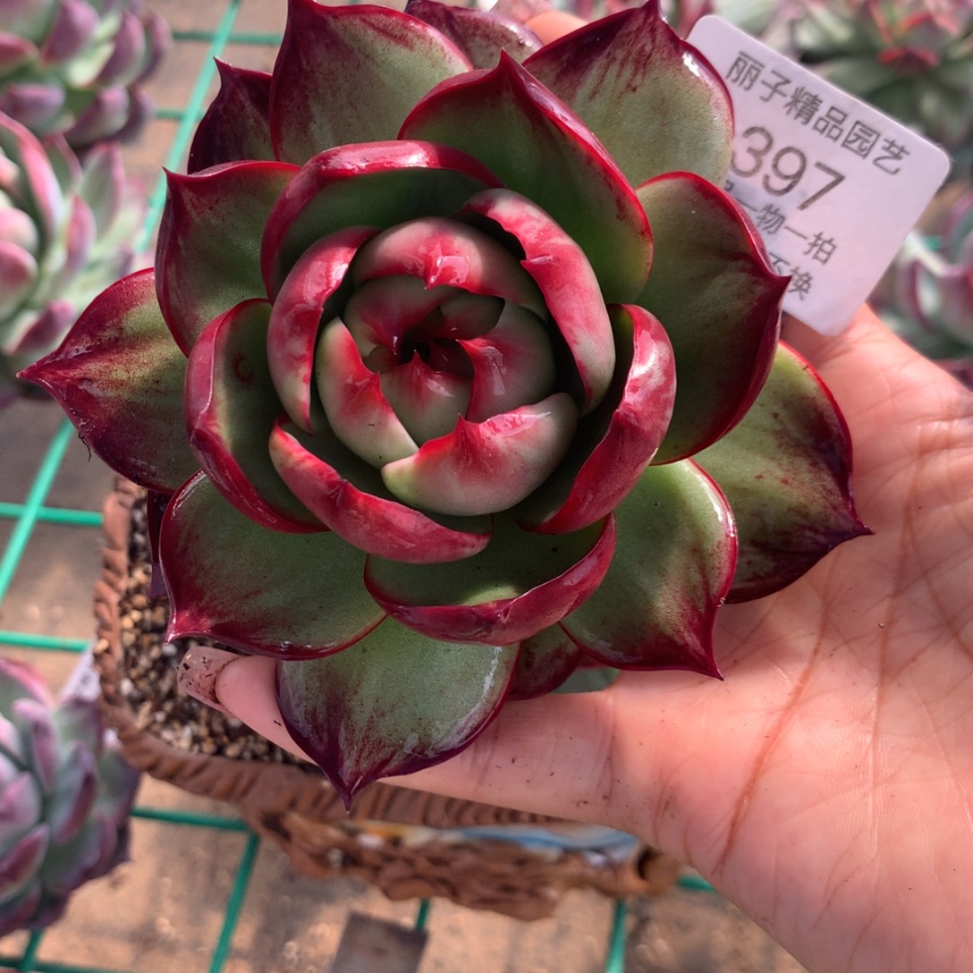 397，多肉植物惊鸿12