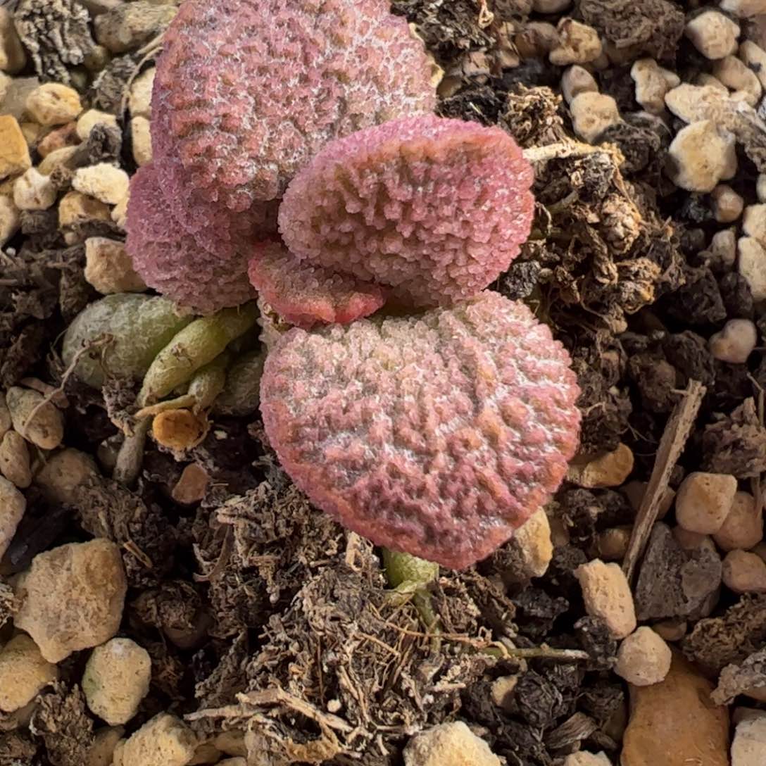 024-9521实生新品多肉植物水泡