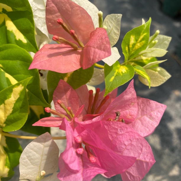 【金芯橙白】一花多色喜阳喜干，庭院阳台种植！橙白三角梅！