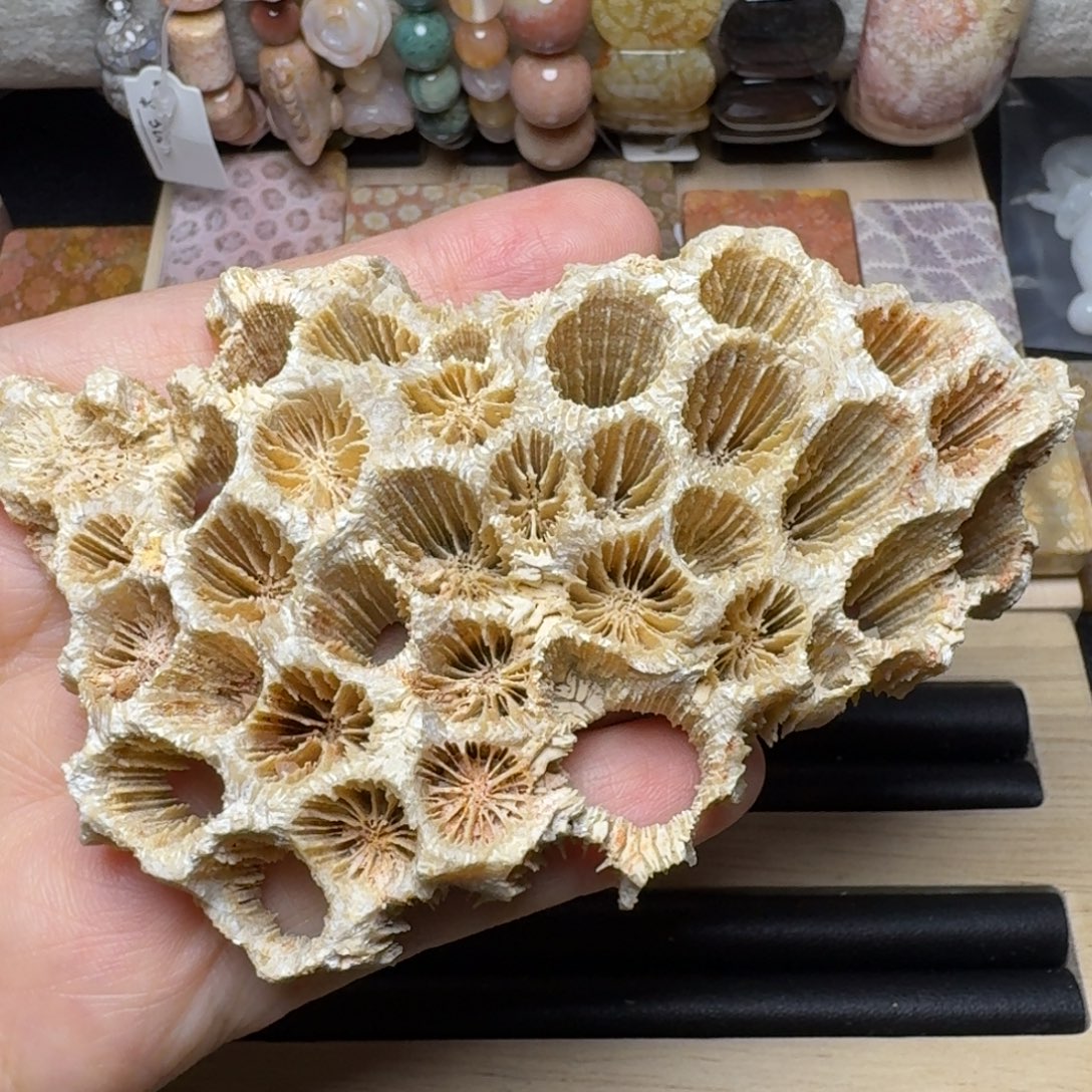 硅化玉未镶嵌深骨骼大花标本