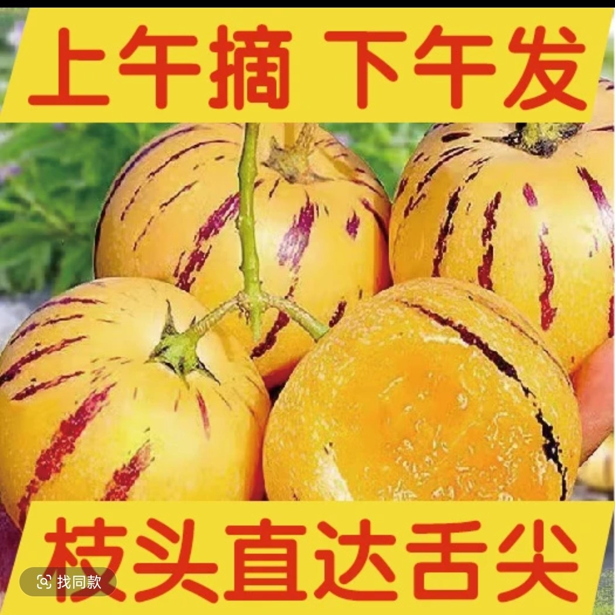 云南陆良树上自然成熟黄肉圆果清甜多汁新鲜人参果特大果