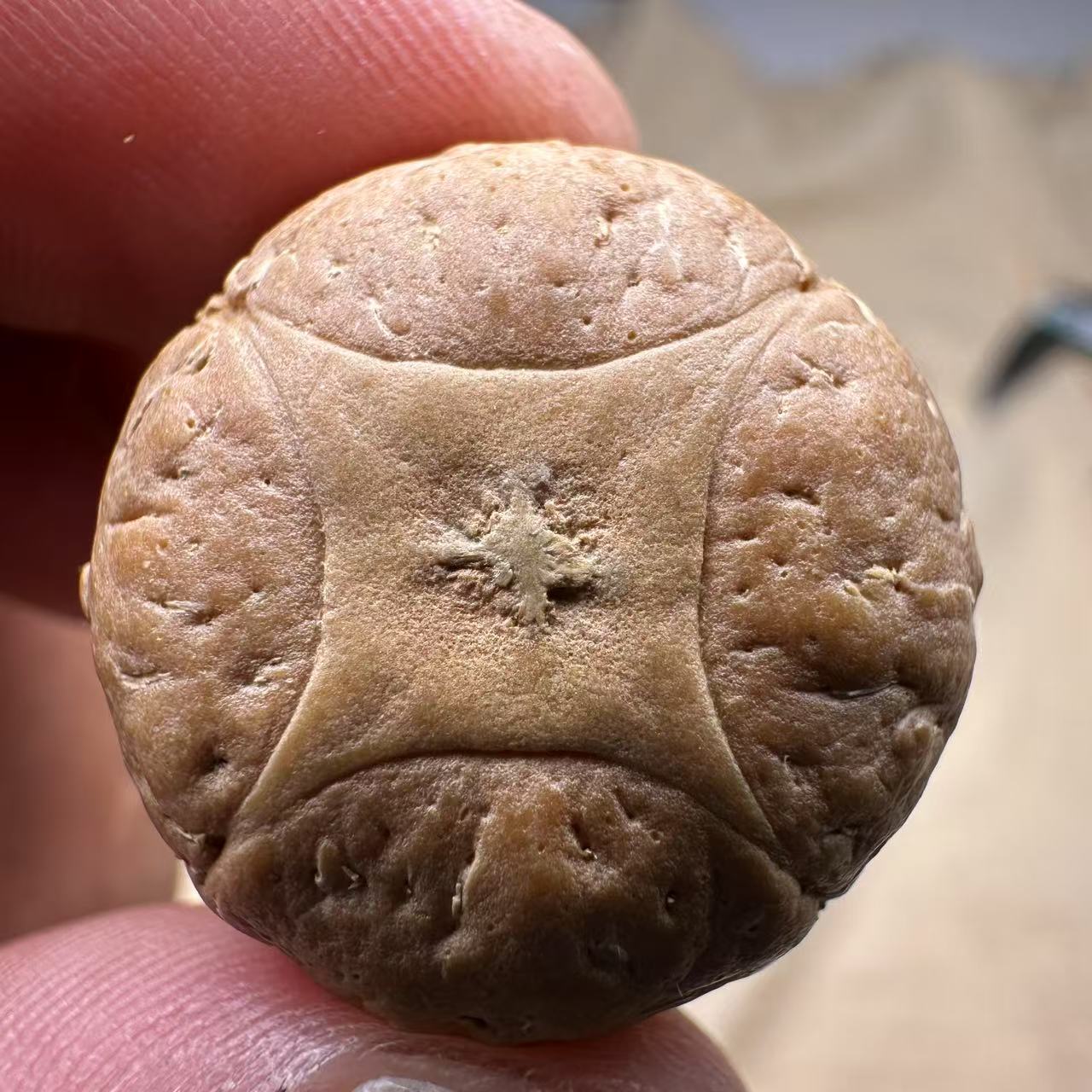 尼泊尔麒麟眼菩提，尺寸24，sss系列，货号S3