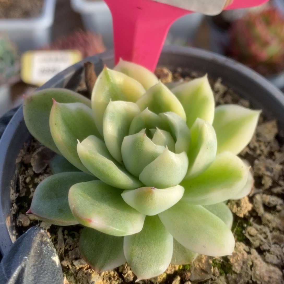 591东云杂锦锦锦锦锦锦