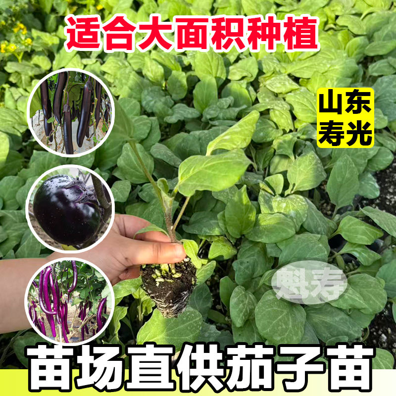 四季茄子苗秧苗紫把长茄苗绿冠青茄子苗紫红线茄苗圆茄子四季菜苗