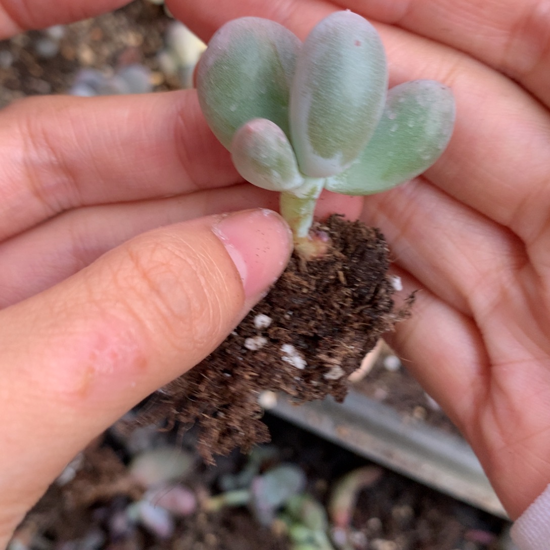 米可奶酪有小锦纹啊