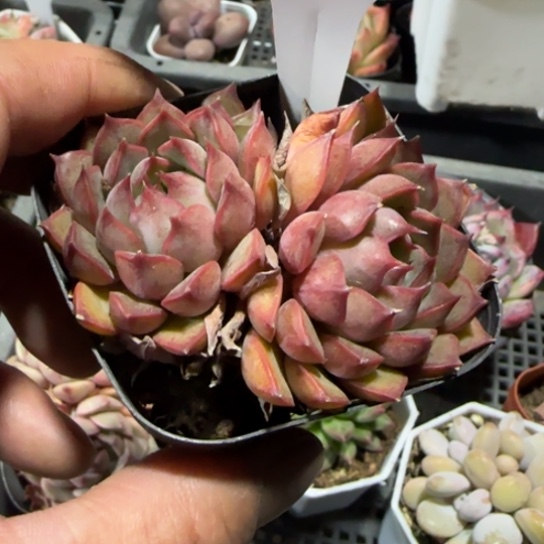 152粉特一物一拍多肉