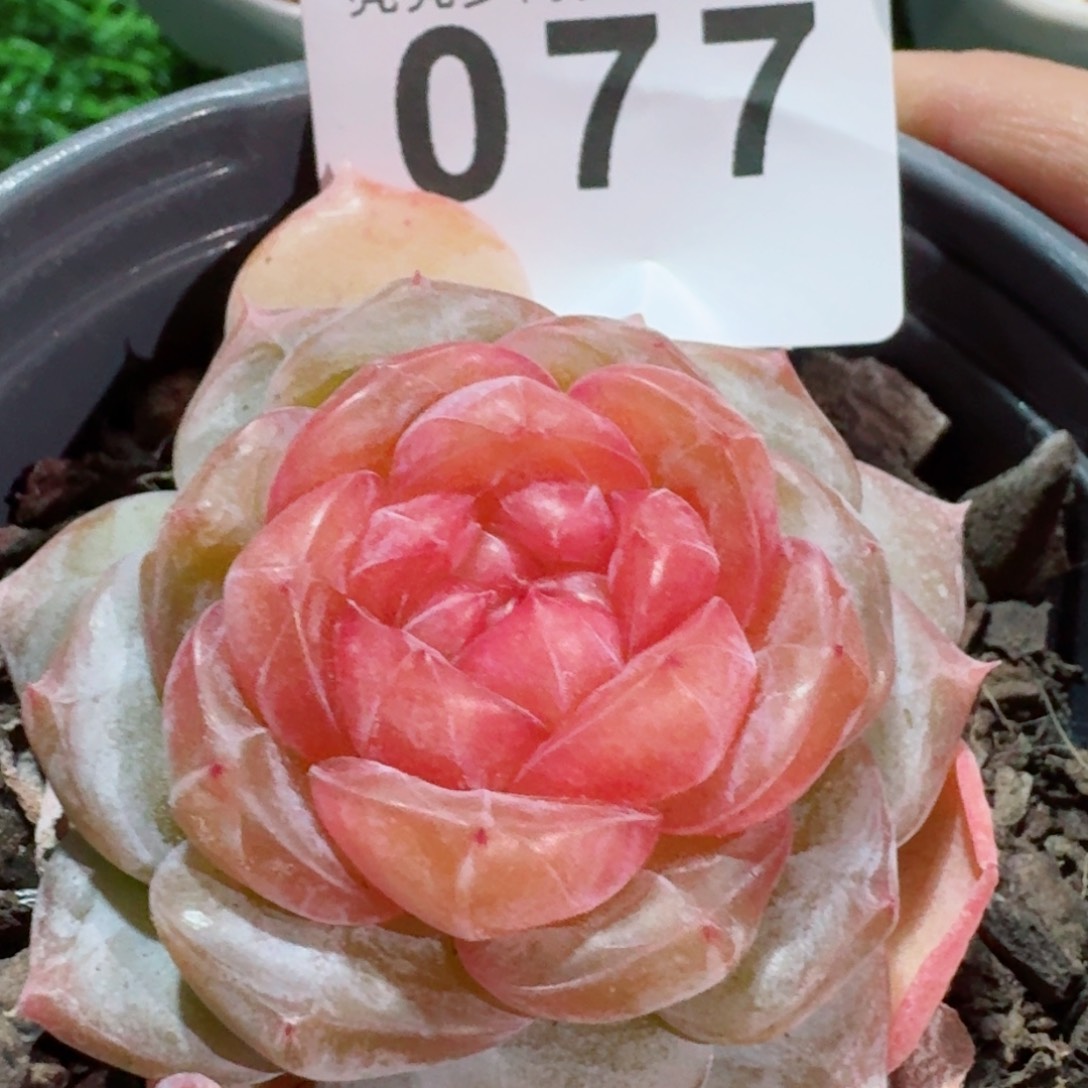 追忆         精品多肉