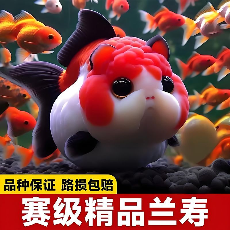 精品兰寿金鱼观赏鱼苗耐活冷水热带活体小型淡水好养精品蓝瘦赛级