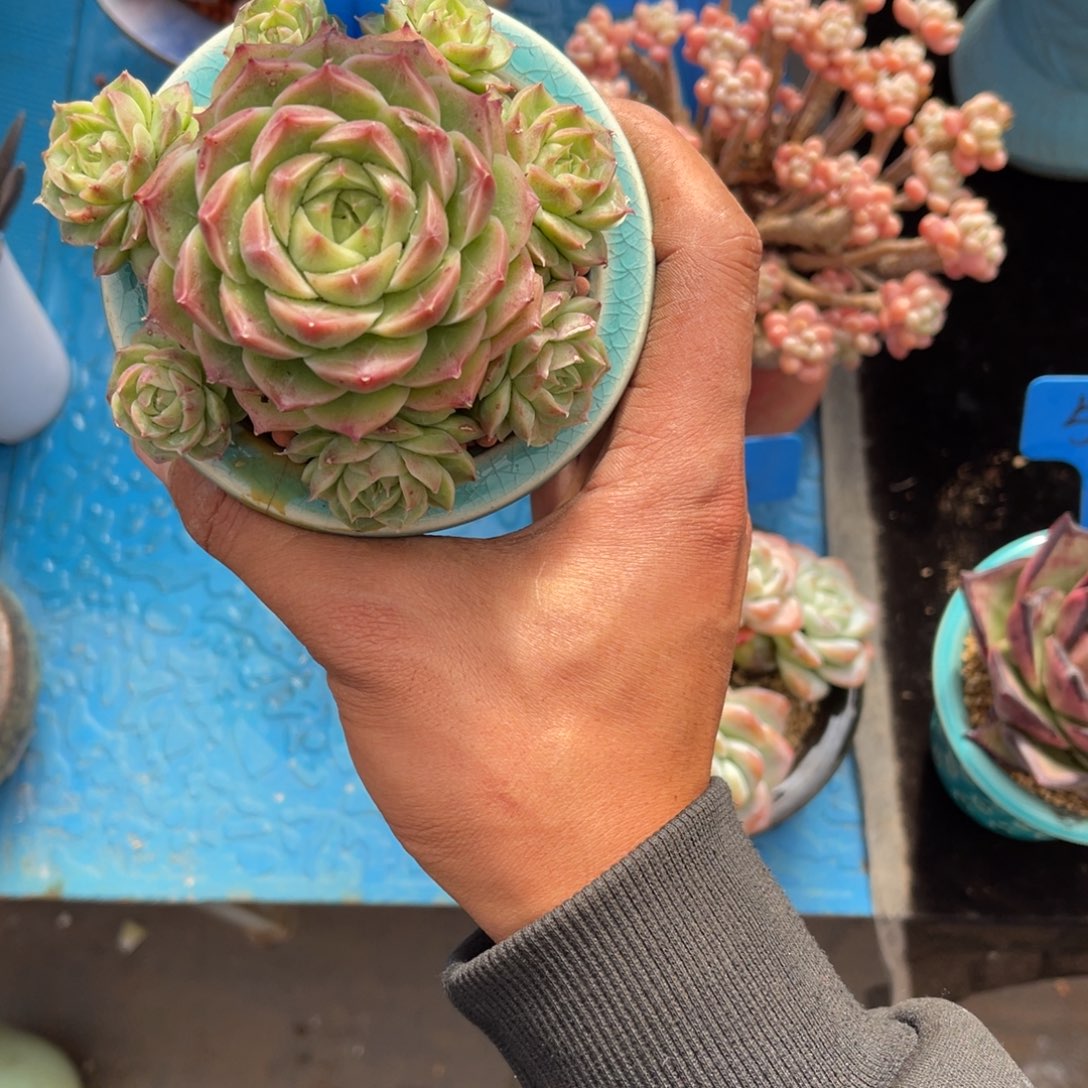 A*J0081不知名多肉