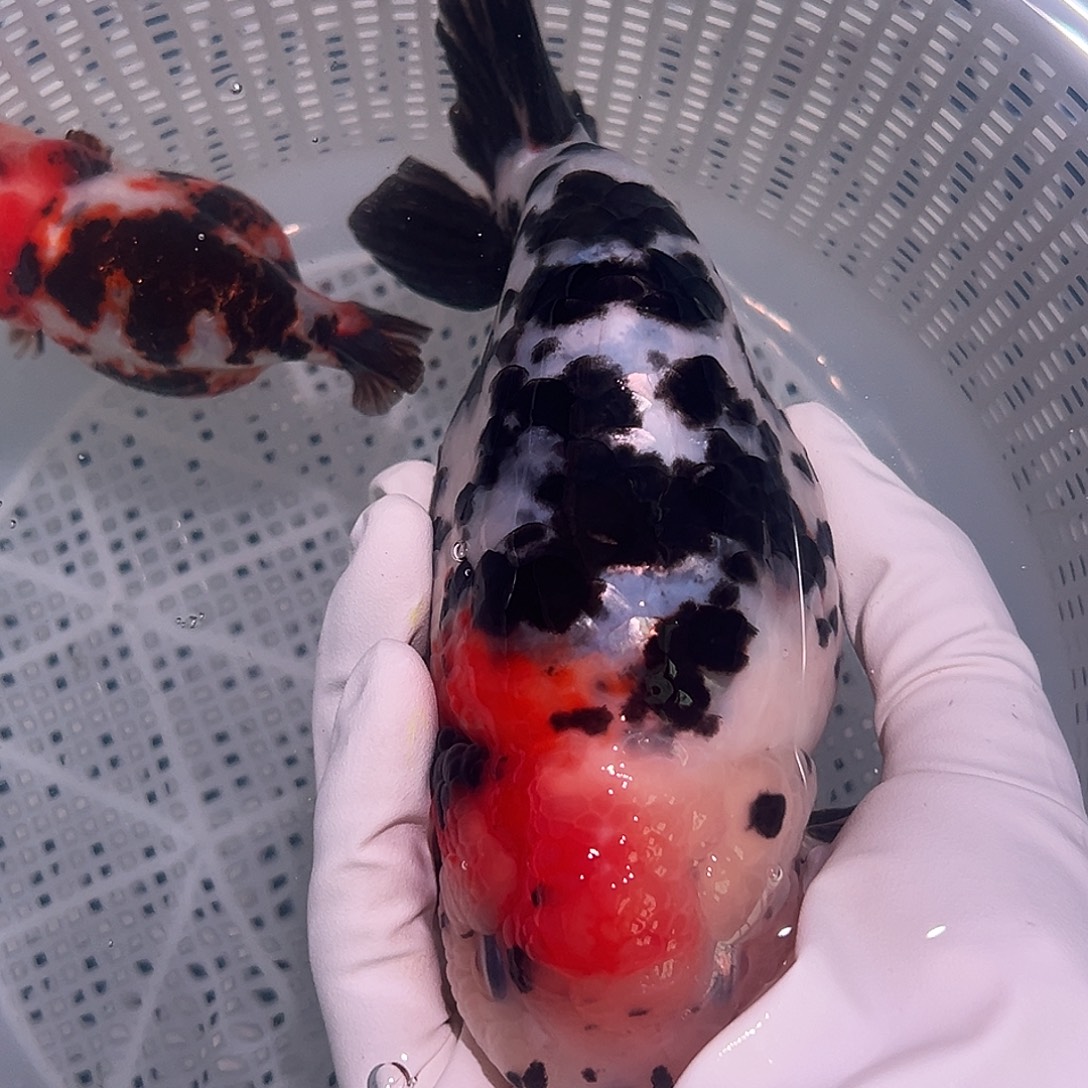 金鱼可爱兰寿奶花大体