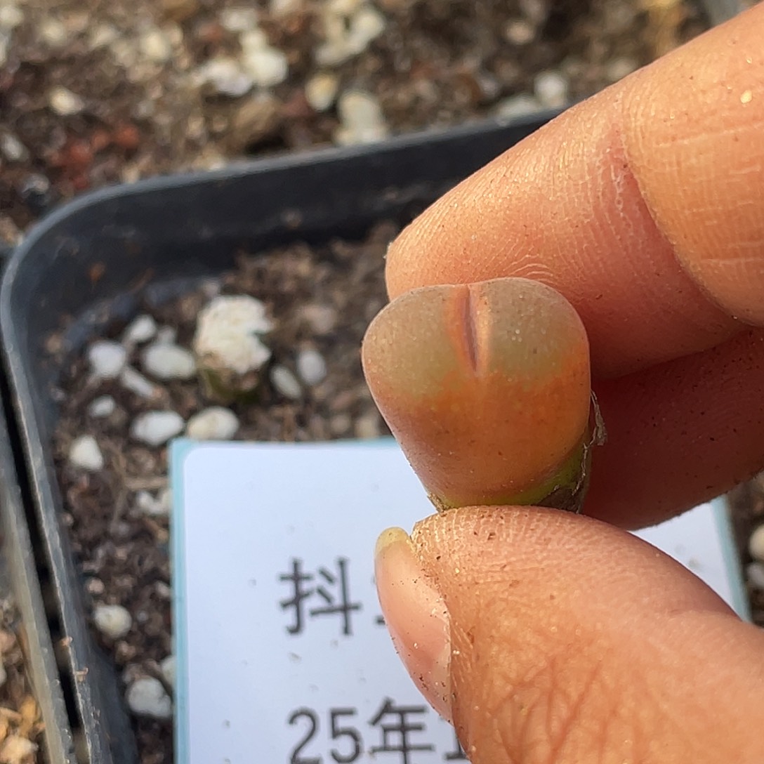 薄****16-108肉锥多肉植物