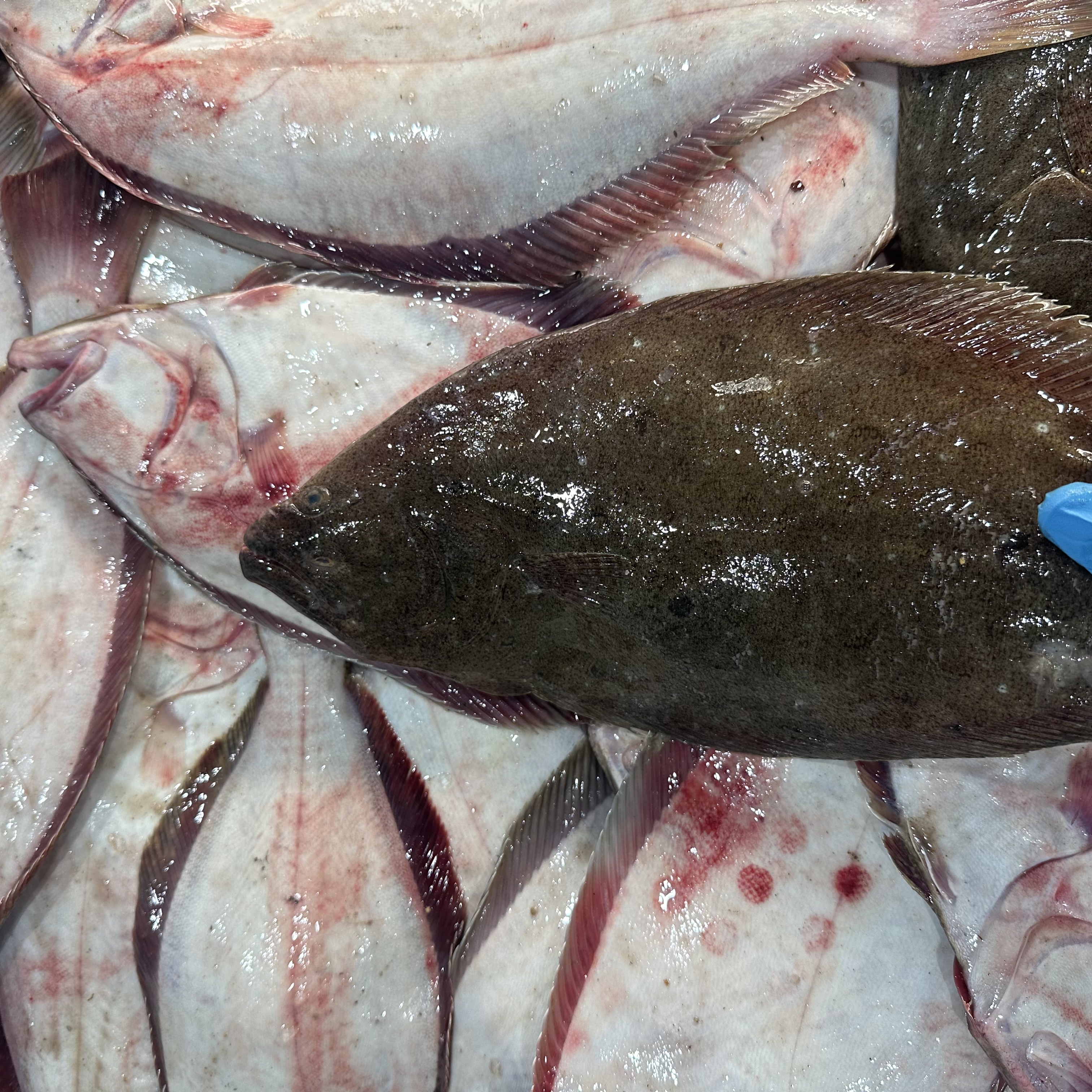 【大连野生牙片鱼】 净重 4斤 全国包邮发货运输