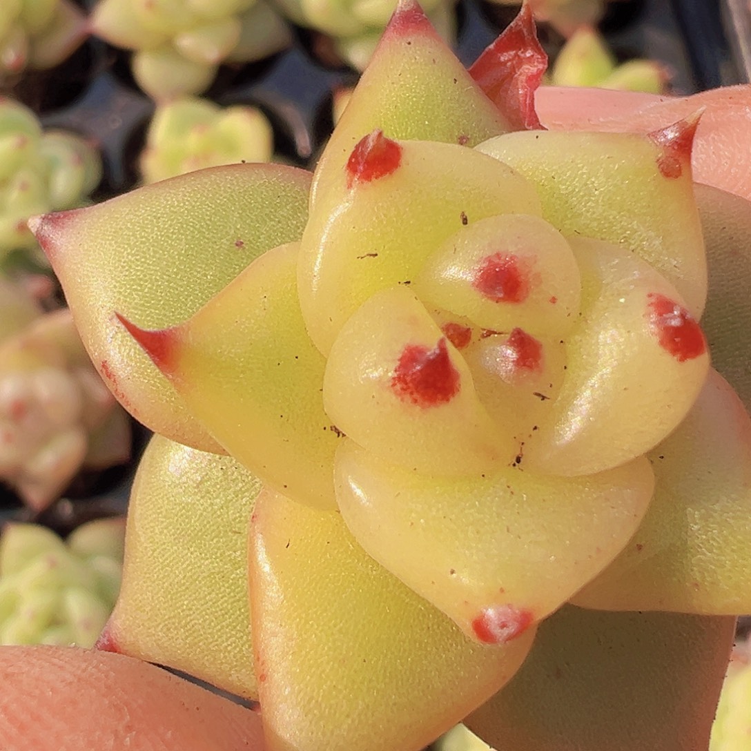 将军令3颗19包邮多肉