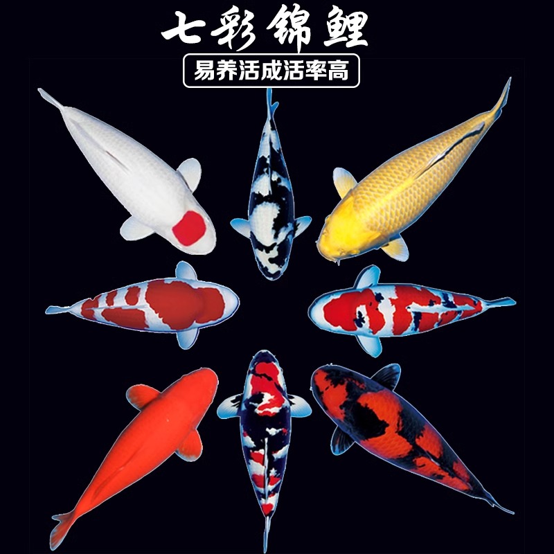 【9尾顺丰包邮】血统锦鲤观赏鱼7尾+2尾备损共发9条 随机发货 