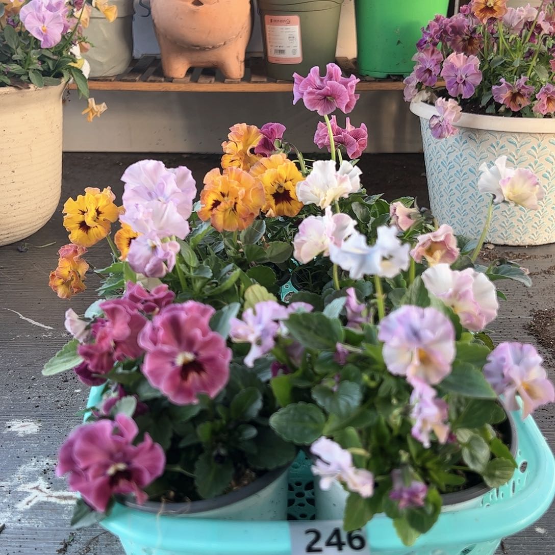 【闪购商品】246号