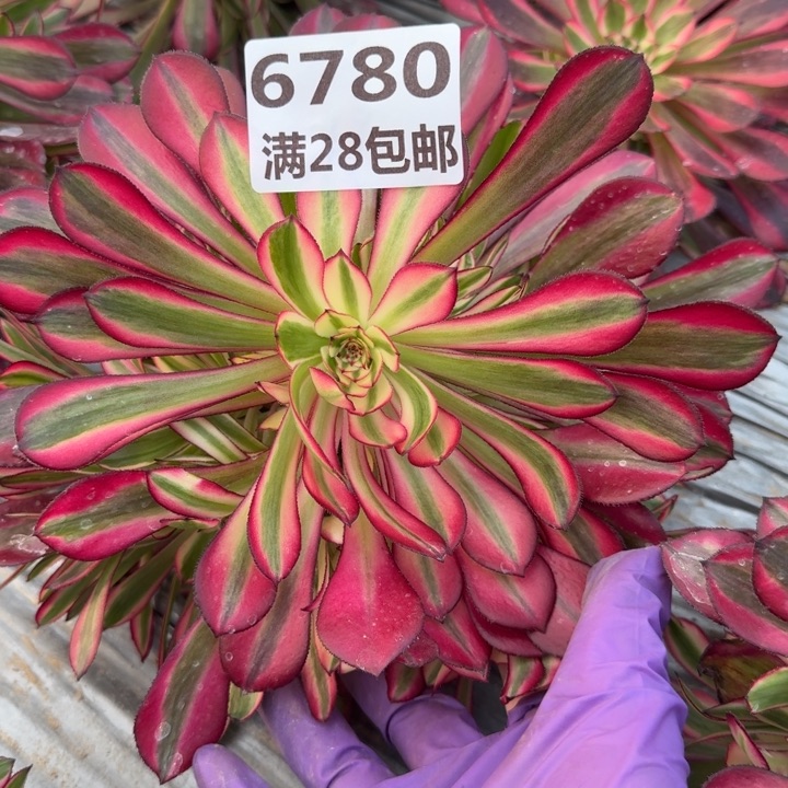 6780粉铜多肉一号棚k