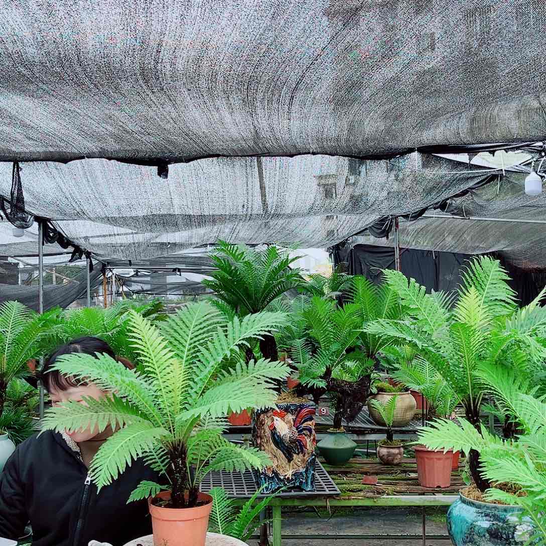 忘***记无花朵富贵蕨精品树