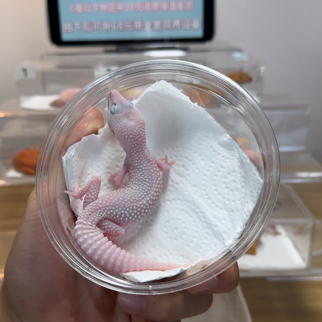 豹纹守宫恶魔白酒妹妹