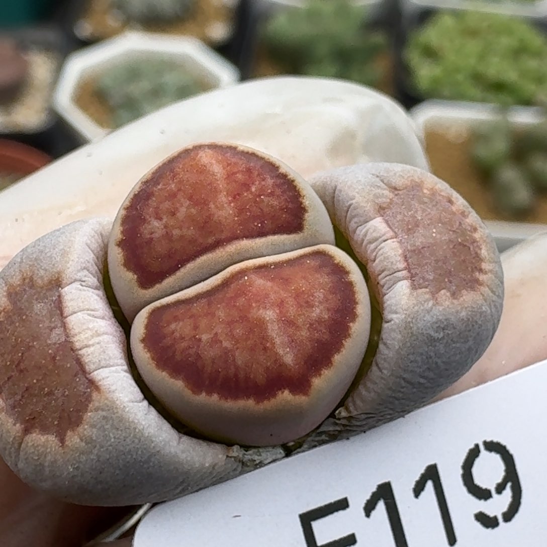 119多肉哈哈哈哈哈哈