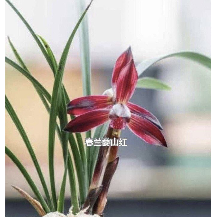 娄山红-春兰组培苗-硬化8个月-连体2苗-人工养殖