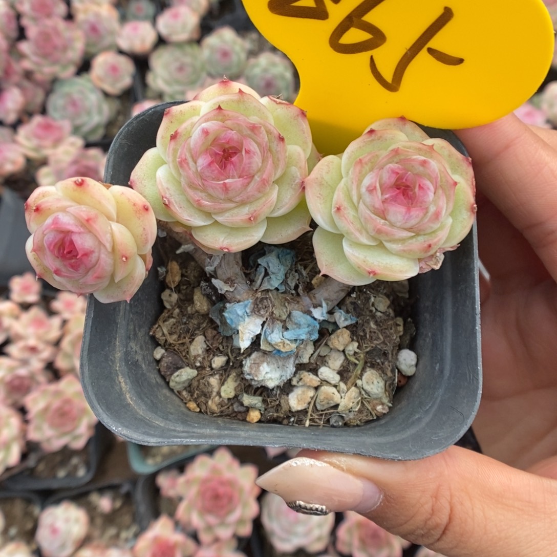 U***p白芷珍妮865号。     