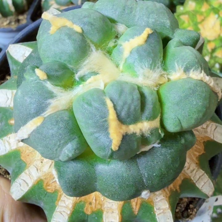 无花朵福利苗接白肌连瓷蛋577