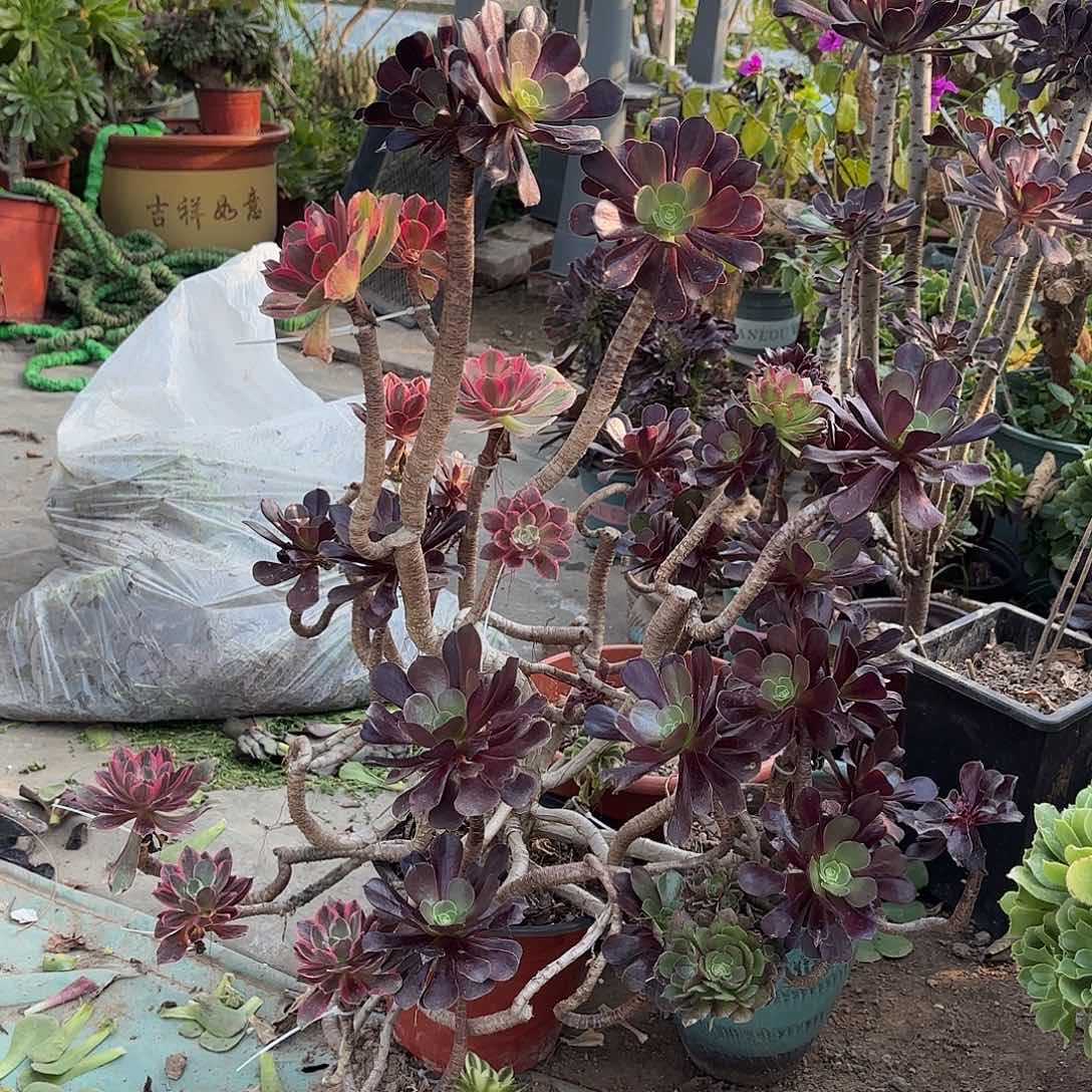 红陶哈哈哈哈哈哈哈哈哈哈