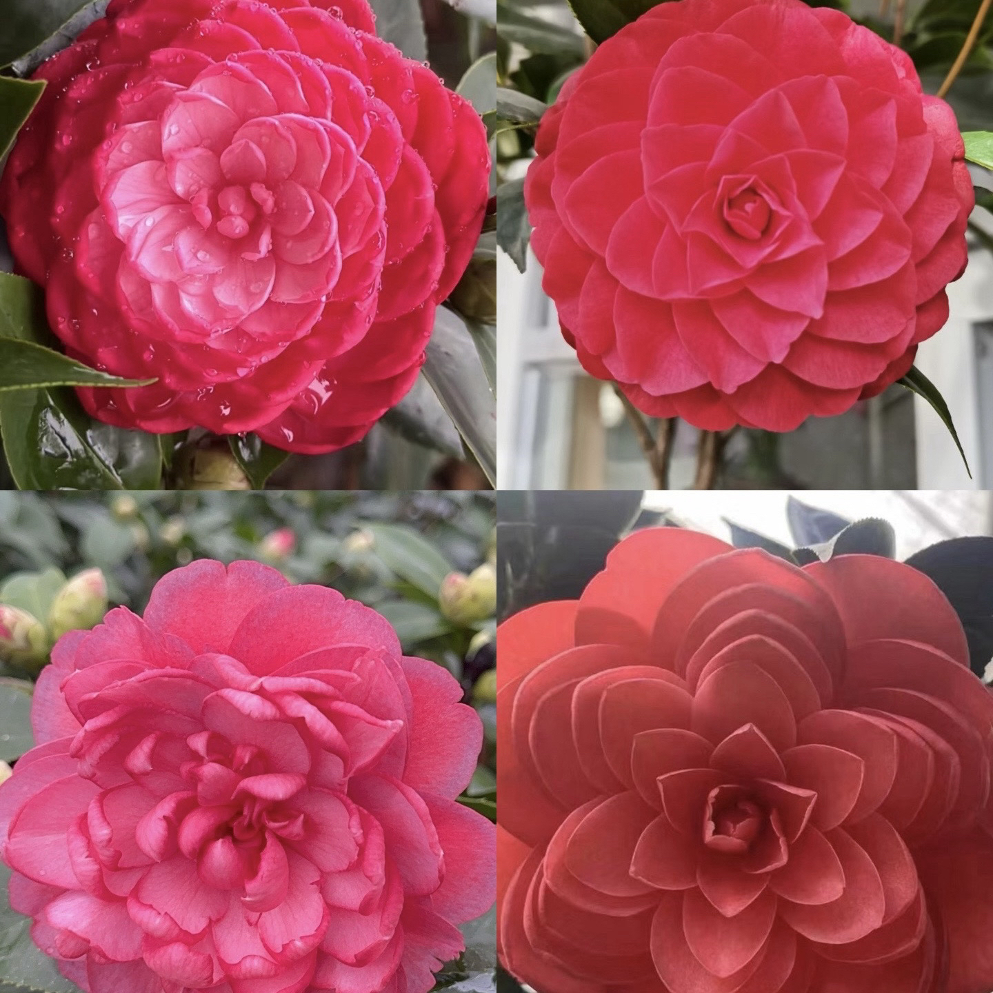 六角大红花开多形重瓣茶花盆栽树六角大红赤丹红室内庭院耐寒