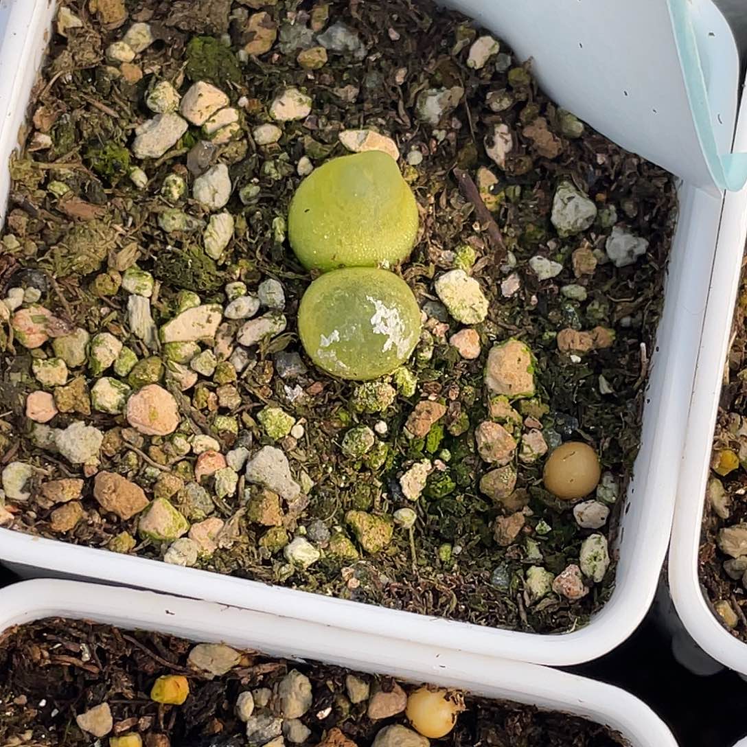 是***～29-17肉锥多肉植物