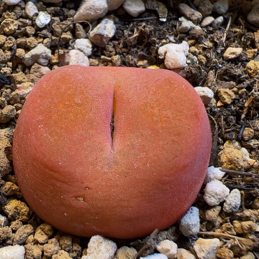 29多肉植物百科水蜜桃1430.5