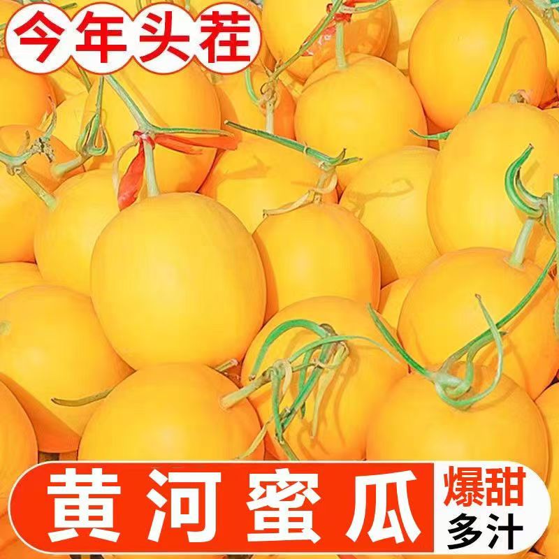 【新鲜蜜瓜】甘肃民勤蜜瓜新鲜现摘脆甜黄金蜜瓜F
