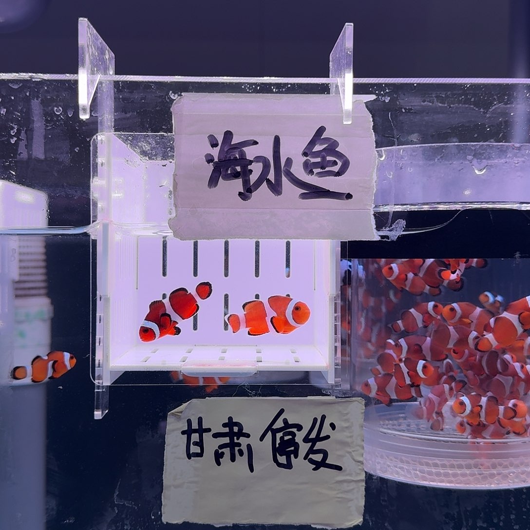 海水鱼4.5配4精品黑边公子一对