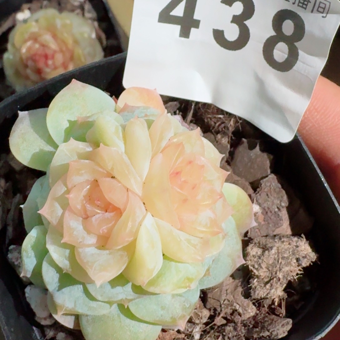 童话双心         精品多肉