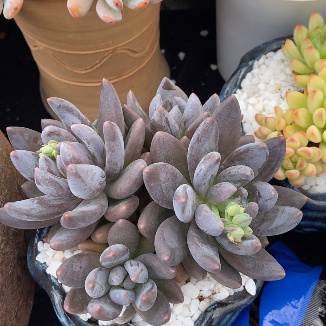 黑加仑美人多肉植物盆栽