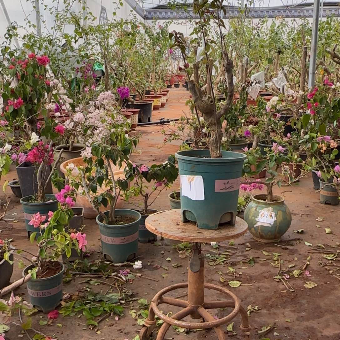 大部分开放少量花苞甜心 1脱