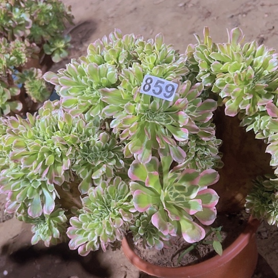 神***谷多肉植物一个有开列白凤