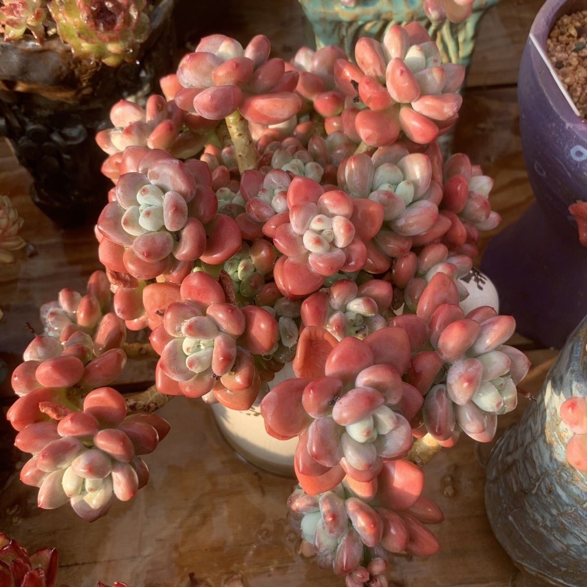 红洛神老桩多肉植物