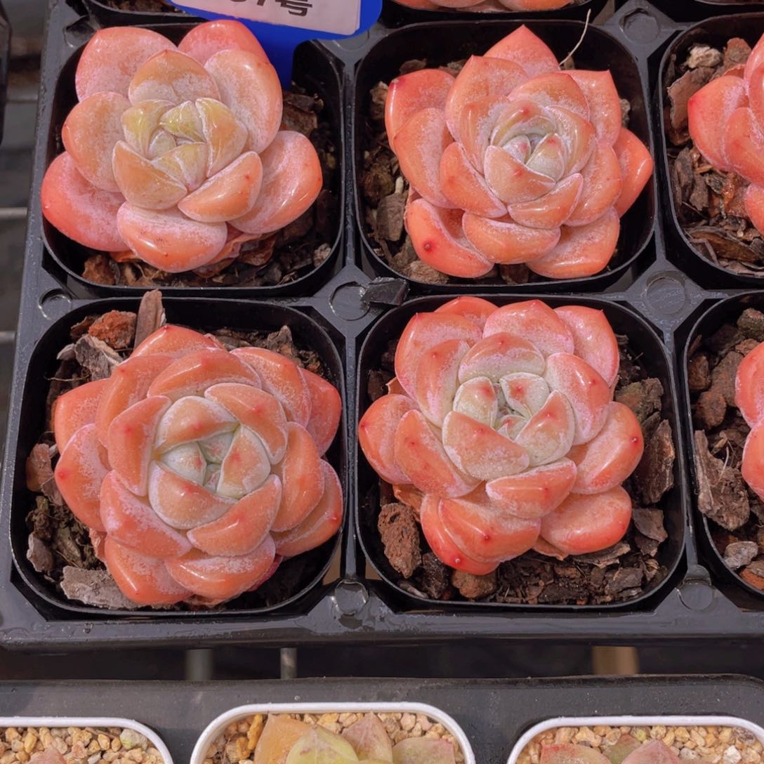 357号 丸叶全状态冰透粉大白兔单头两个