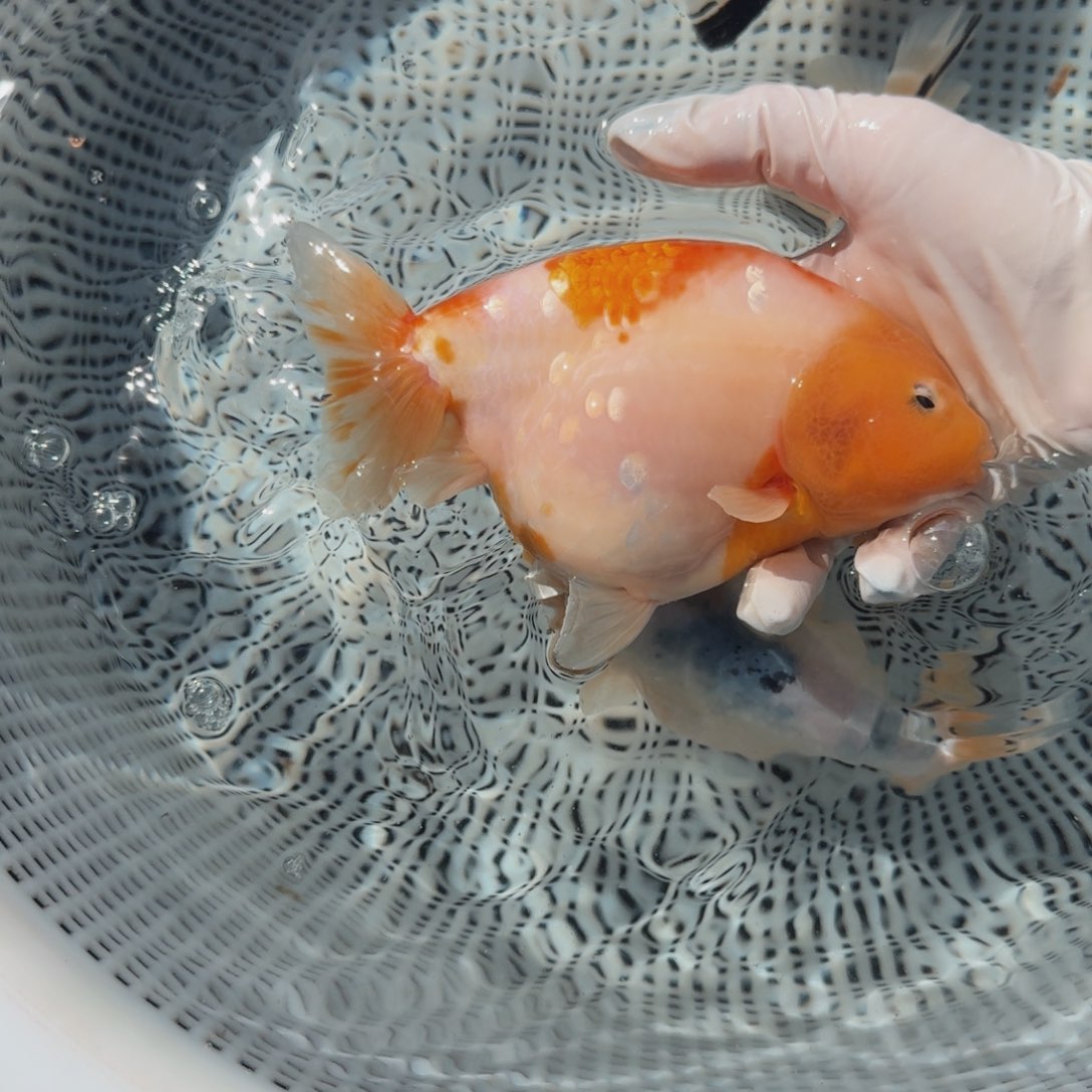 金鱼012大体兰寿压成