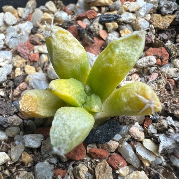 牡丹锦自根仙人球稀有品种防辐射室内桌面绿植