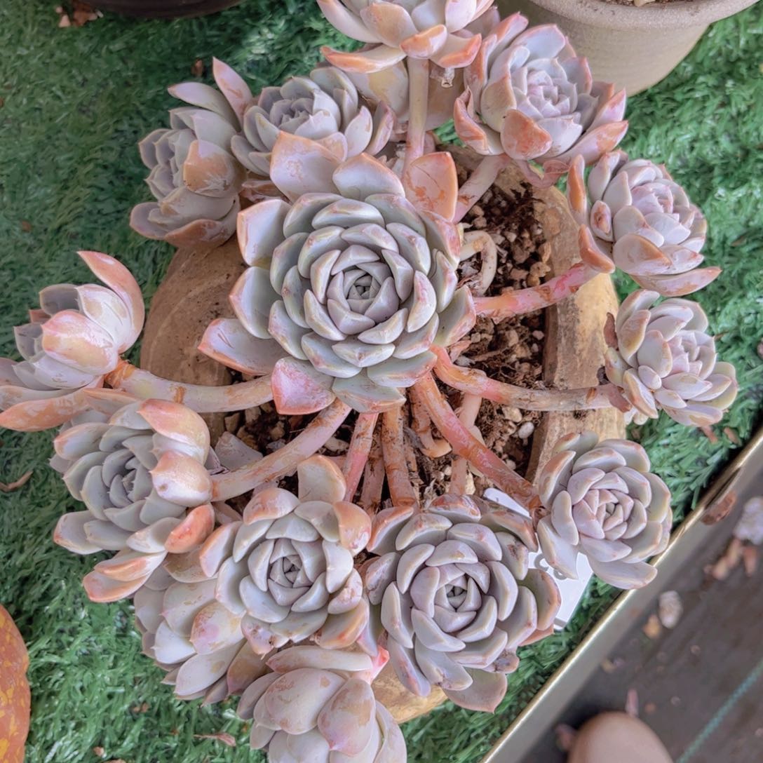 汉堡0243多肉植物