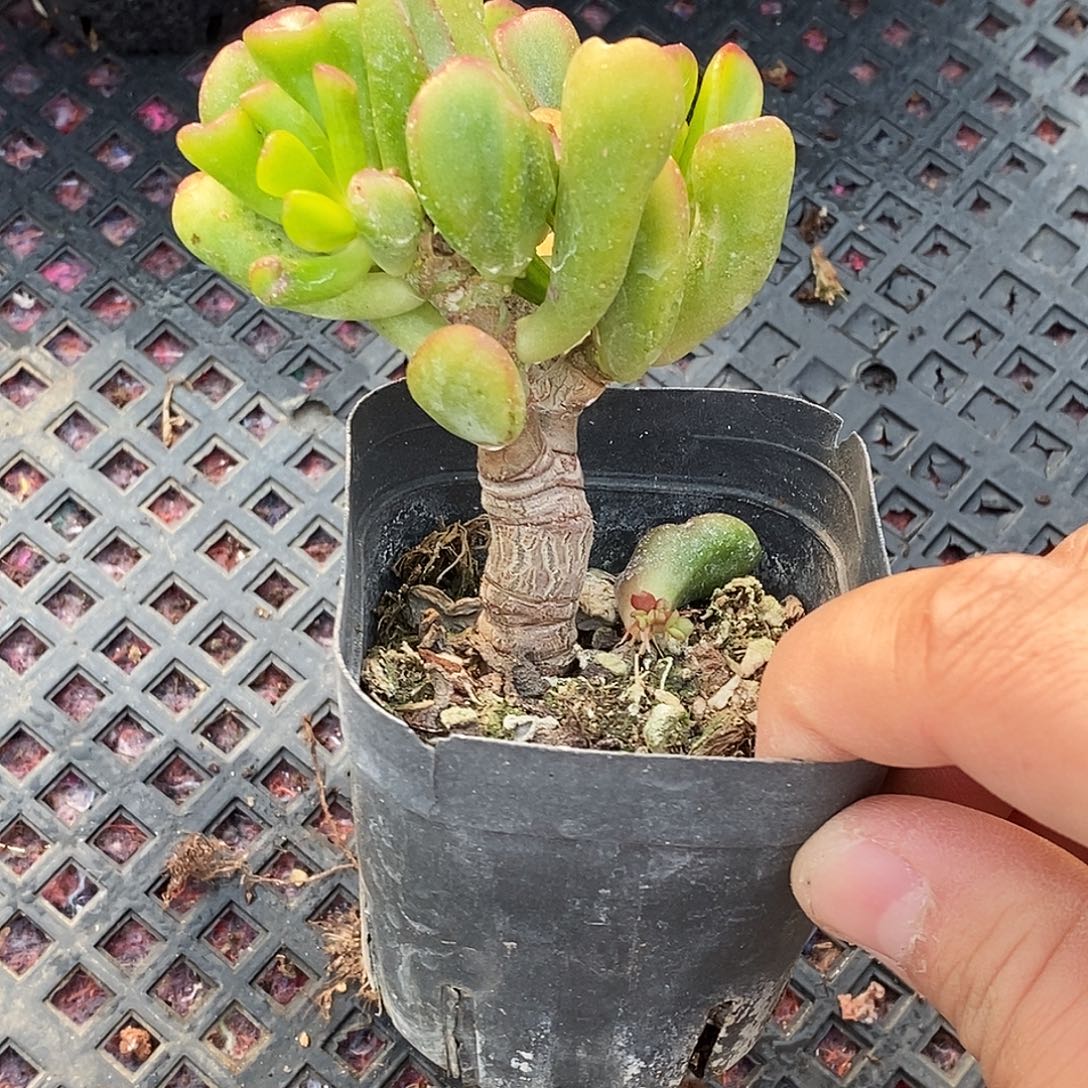 吸财树精品多肉包邮非包邮