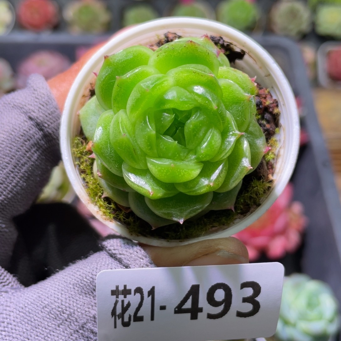 花利美21-493珍妮