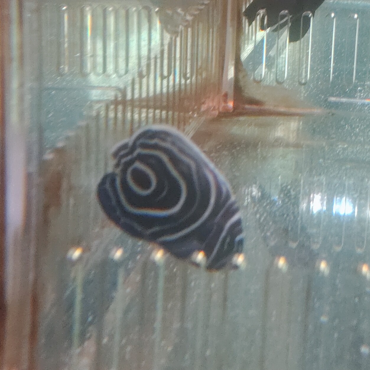 迷你小蓝圈海水鱼1条4厘米左右