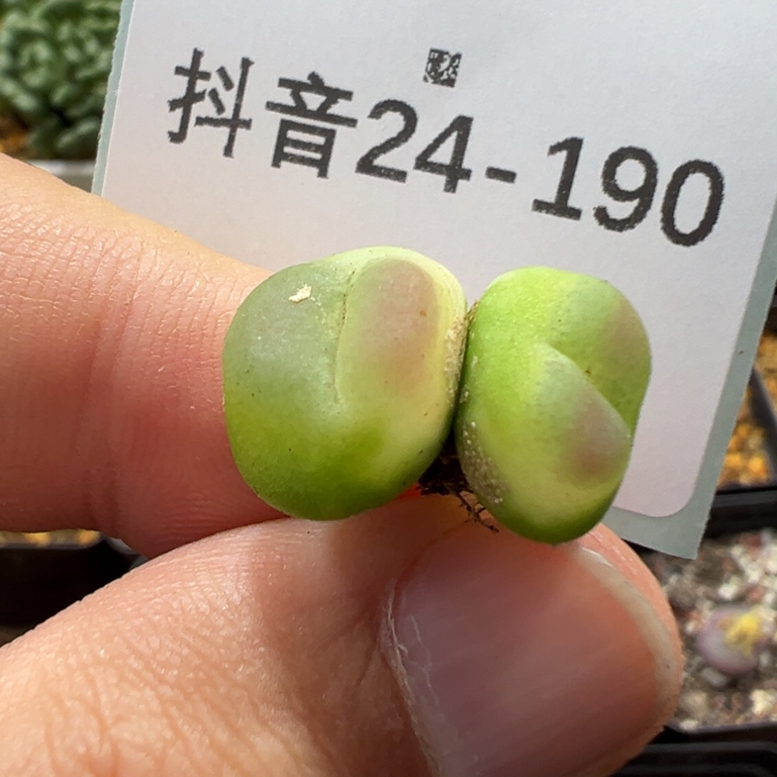 *****24-190拉登多肉植物
